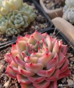 教你正确养护多肉植物出状态的技巧 养多肉的正确方法