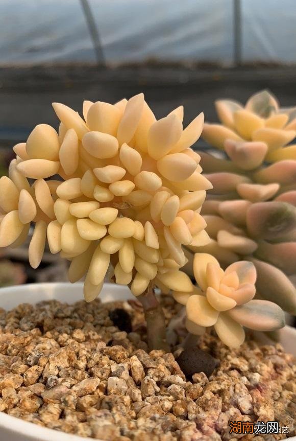 教你正确养护多肉植物出状态的技巧 养多肉的正确方法