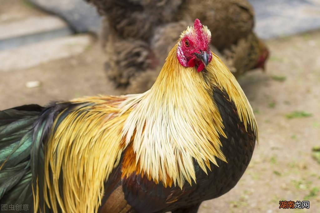 为你揭秘公鸡啄人的真相 公鸡为什么会啄人的原因
