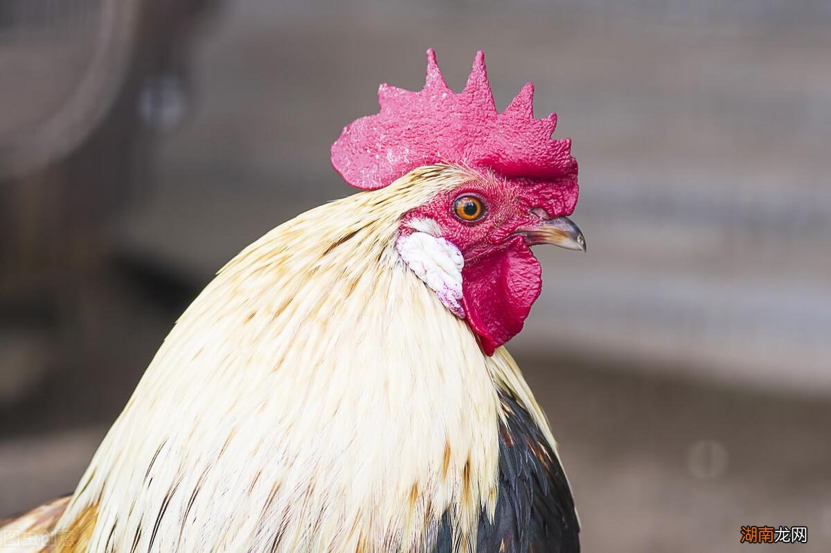 为你揭秘公鸡啄人的真相 公鸡为什么会啄人的原因