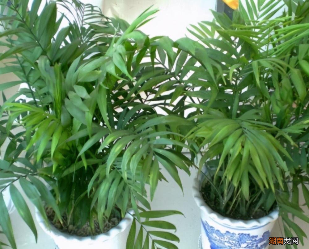 耐阴好养袖珍椰子的养护要点 袖珍椰子喜阴还是喜阳