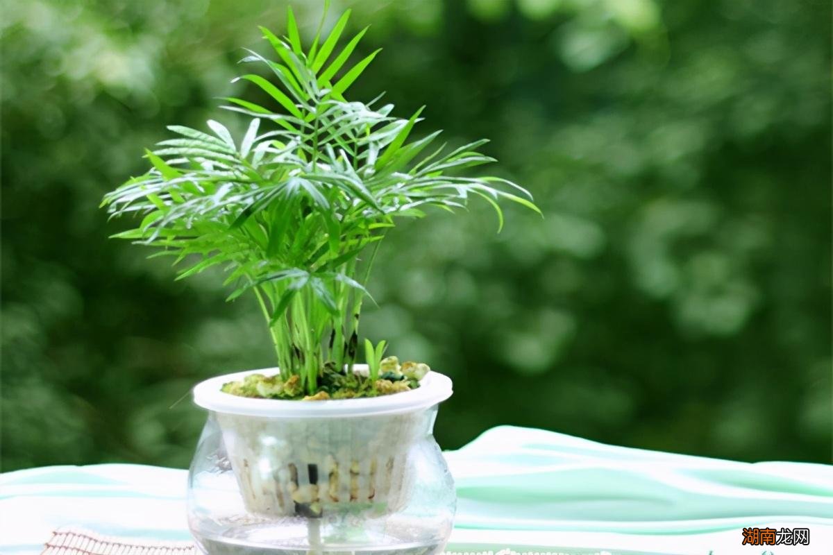 耐阴好养袖珍椰子的养护要点 袖珍椰子喜阴还是喜阳