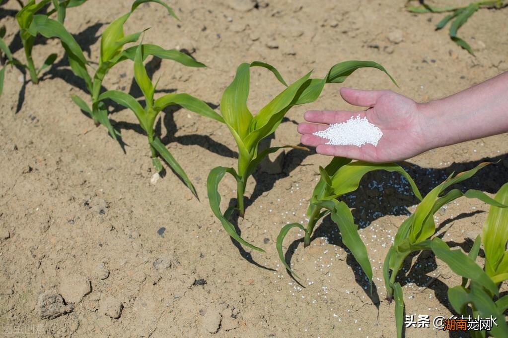 老农教你正确的施肥方法 尿素怎么施肥效果好肥效翻倍