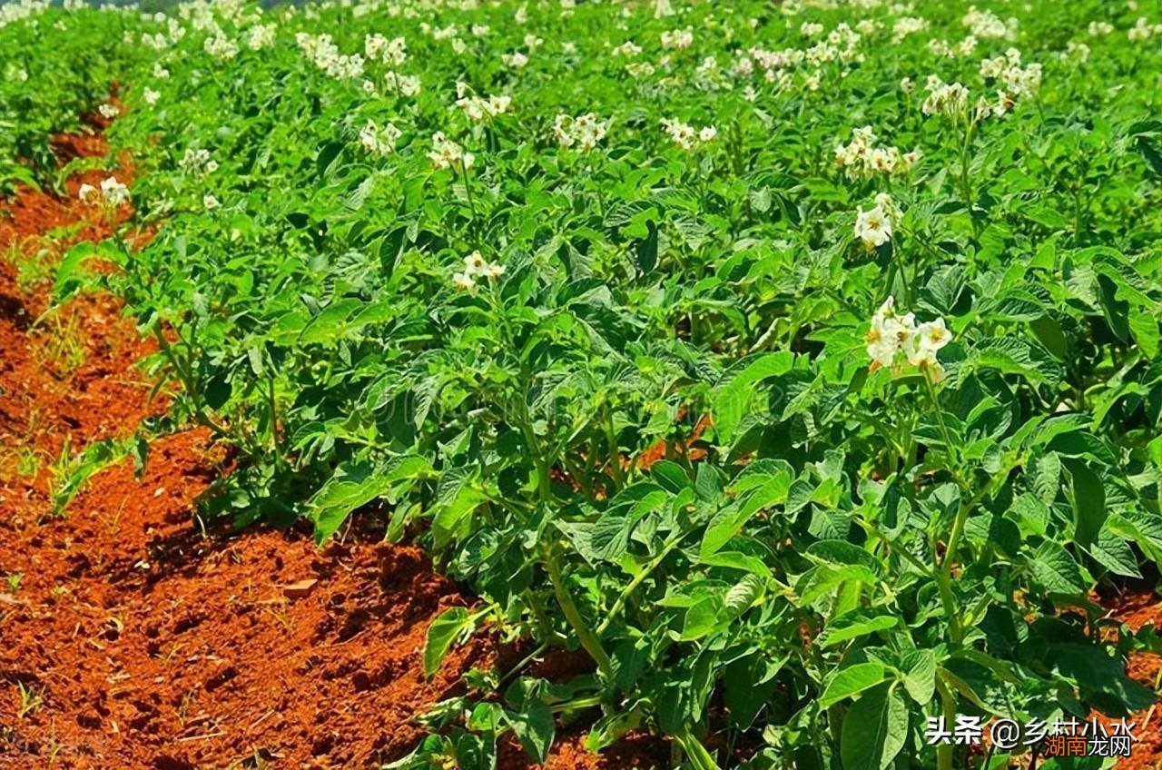 老农教你正确的施肥方法 尿素怎么施肥效果好肥效翻倍