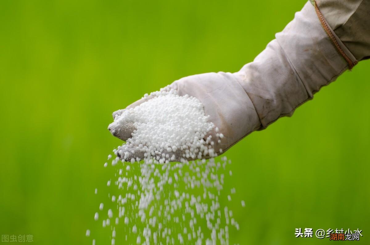 老农教你正确的施肥方法 尿素怎么施肥效果好肥效翻倍
