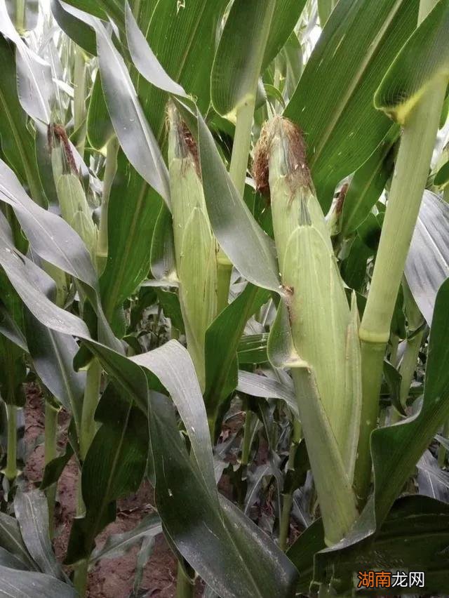 农大372玉米品种的特征特性 农大372玉米种简介