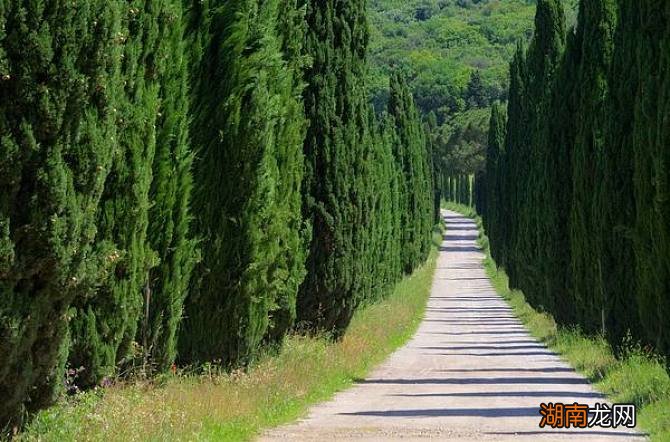 坟地栽树要选什么树种 墓地种什么树最好旺后人