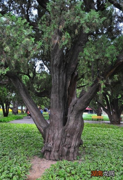 坟地栽树要选什么树种 墓地种什么树最好旺后人