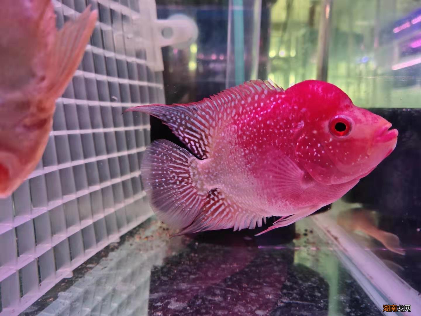 鱼缸罗汉鱼为什么要分隔饲养 罗汉鱼能和什么鱼混养