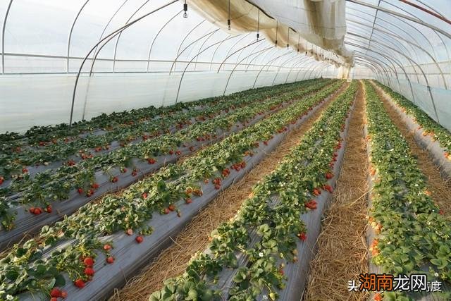 草莓叶片失绿怎么补救 草莓叶子发黄干枯是怎么回事