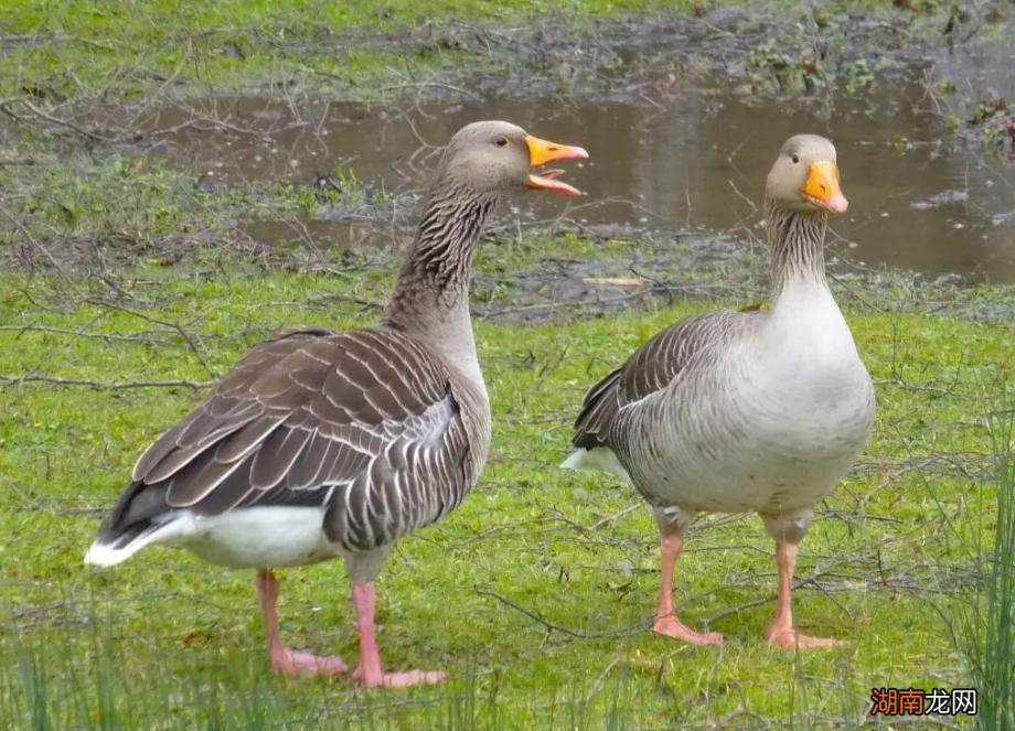 鹅一年四季都下蛋吗 鹅一年产多少个蛋