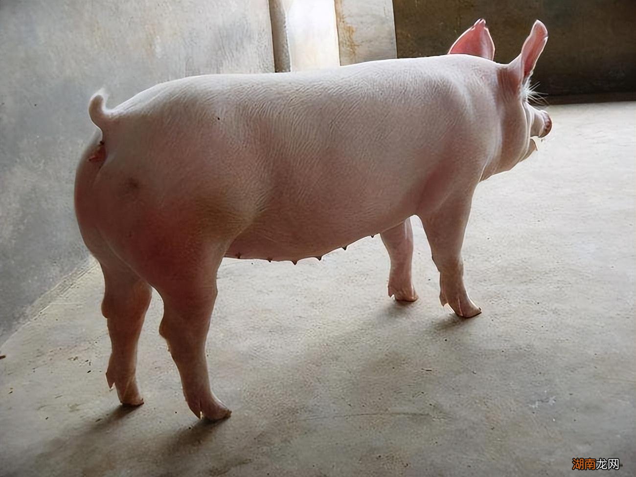 掌握母猪发情的时间段很关键 母猪发情几天配种最佳