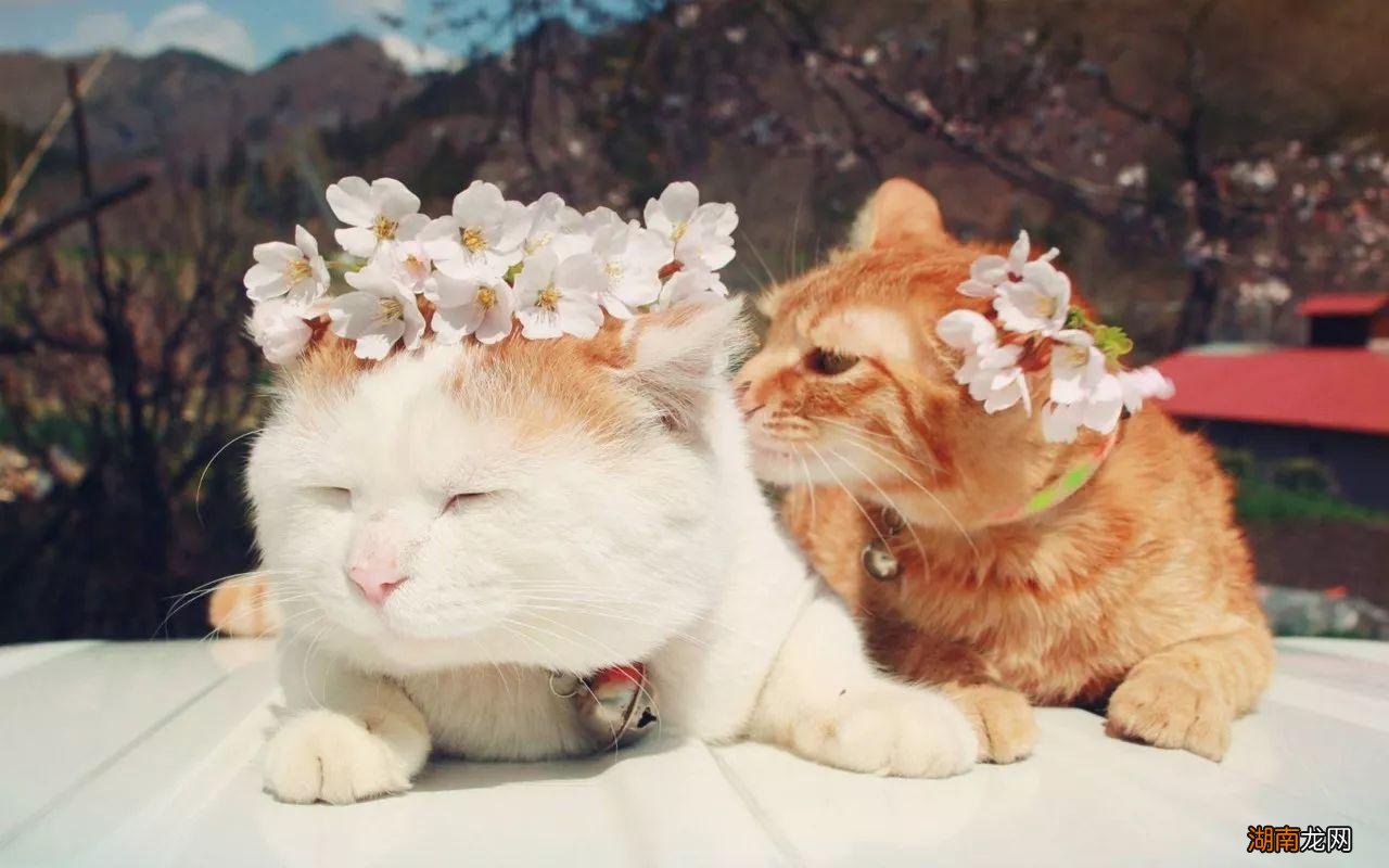 猫发春了会是什么表现 猫发春的症状有哪些