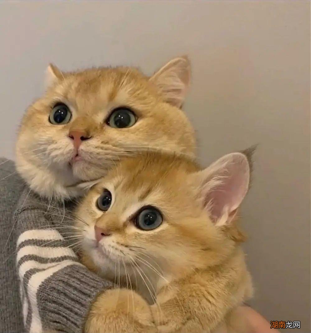 猫发春了会是什么表现 猫发春的症状有哪些