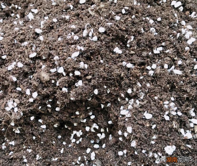 养花的泥炭土富含丰富的养分 泥炭土是什么土