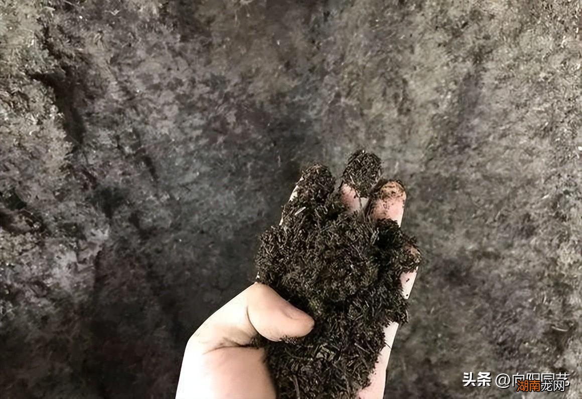 养花的泥炭土富含丰富的养分 泥炭土是什么土