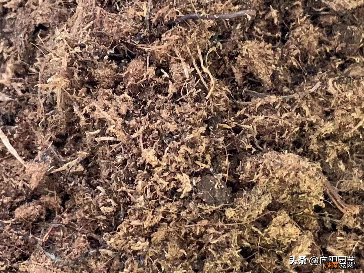 养花的泥炭土富含丰富的养分 泥炭土是什么土