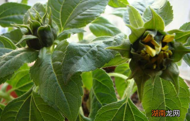 向日葵花的外形及习性特点介绍 向日葵是什么植物