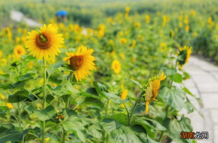 向日葵花的外形及习性特点介绍 向日葵是什么植物