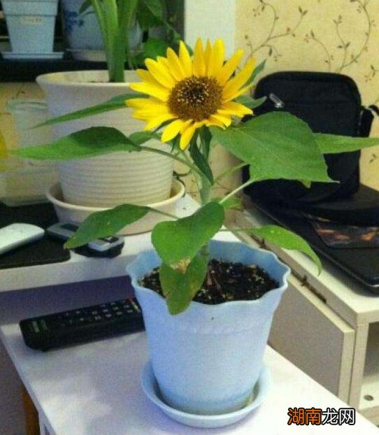 向日葵花的外形及习性特点介绍 向日葵是什么植物