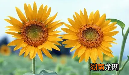 向日葵花的外形及习性特点介绍 向日葵是什么植物