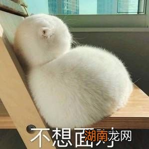 情感体验者是什么意思情感散文