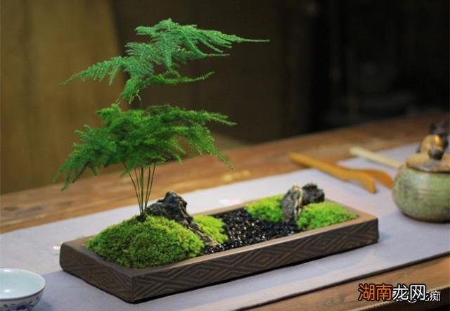 文竹适合用什么土质栽培 文竹用什么土壤最好养活