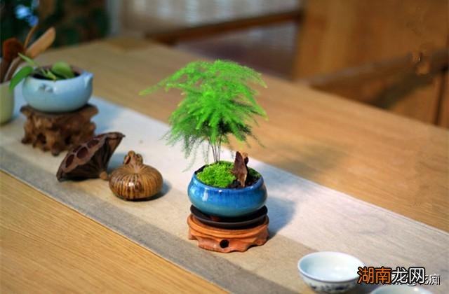 文竹适合用什么土质栽培 文竹用什么土壤最好养活