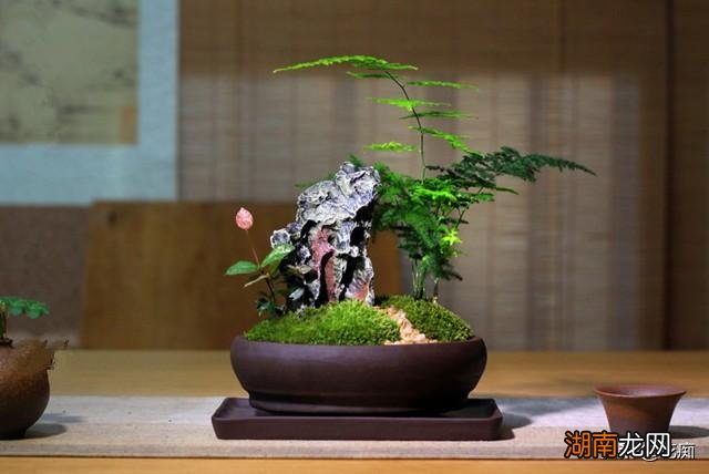 文竹适合用什么土质栽培 文竹用什么土壤最好养活