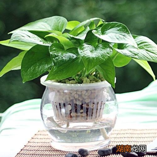 不怕积水水浇多了也不涝的花卉 喜水不怕涝的植物排名