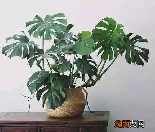 不怕积水水浇多了也不涝的花卉 喜水不怕涝的植物排名