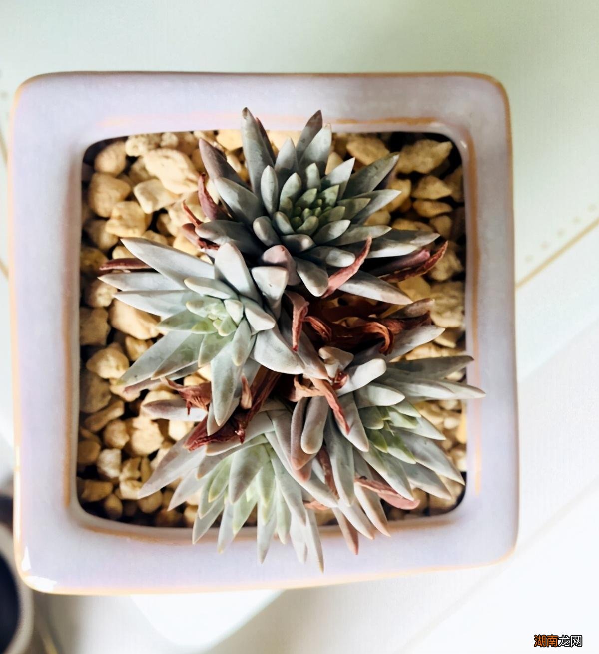 小众多肉仙女杯属的6个种类 仙女杯多肉有哪些品种