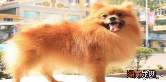 博美犬品种的性格特点 长得像狐狸的狗叫什么名字