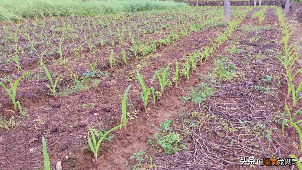 玉米套种收益好的三种农作物 玉米最佳套种作物有哪些