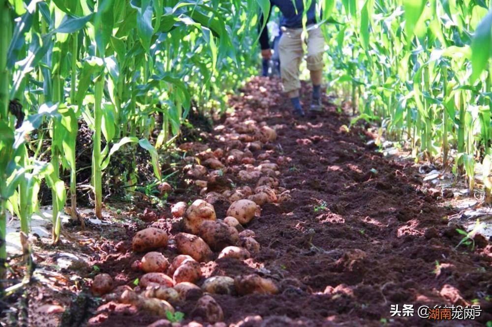 玉米套种收益好的三种农作物 玉米最佳套种作物有哪些