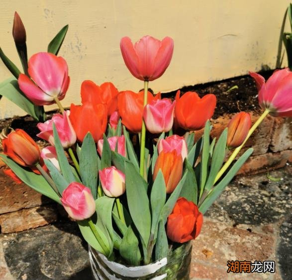 地栽郁金香开完花还能活吗 土培郁金香开完花后如何处理