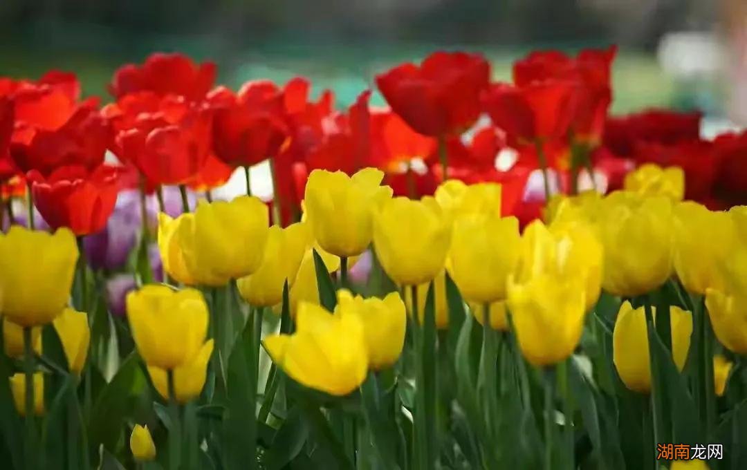 喜阳花卉郁金香促花小技巧 郁金香需要晒太阳吗