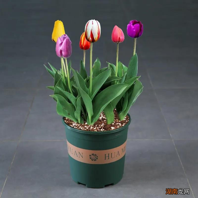 喜阳花卉郁金香促花小技巧 郁金香需要晒太阳吗