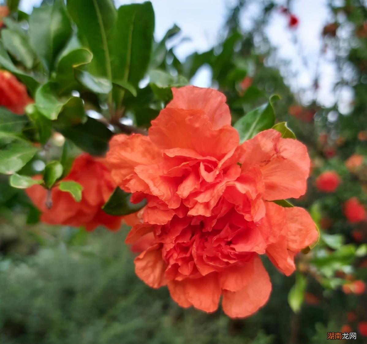 4种果树栽种在庭院风水好又旺宅 院子里种什么果树最好