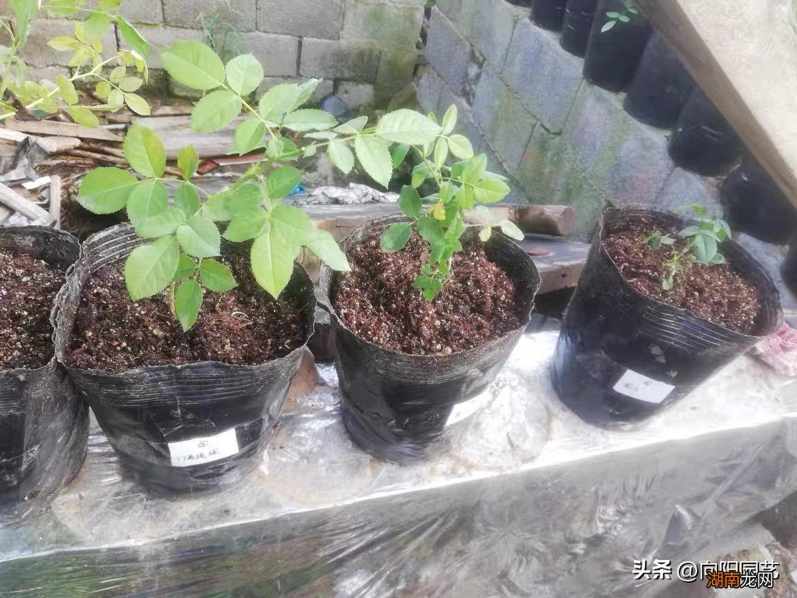 种月季用公园里的腐土可以吗 月季花用什么土栽培好活