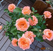 木本植物月季花修剪很重要 月季是草本还是木本