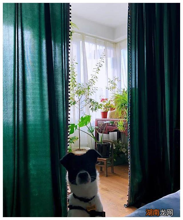 上海发现一位屋主的家,摆满二手旧家具,以绿植为伴,好美好治愈