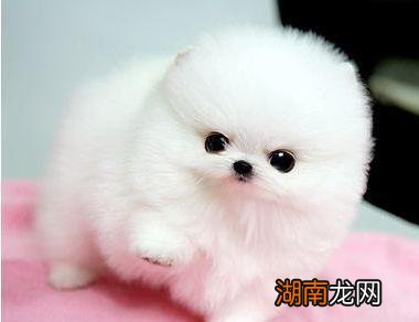 分辨博美犬纯不纯的6大维度 博美纯种和不纯怎么区别图片