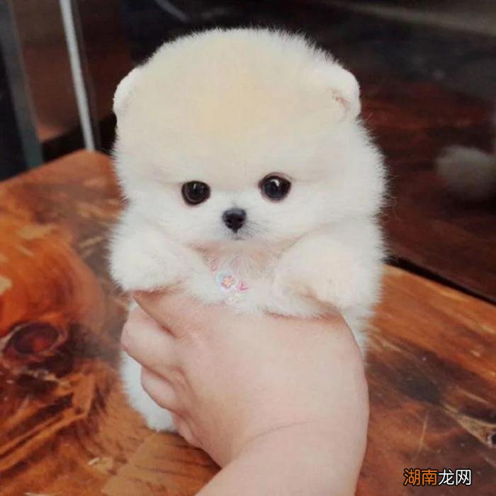 分辨博美犬纯不纯的6大维度 博美纯种和不纯怎么区别图片