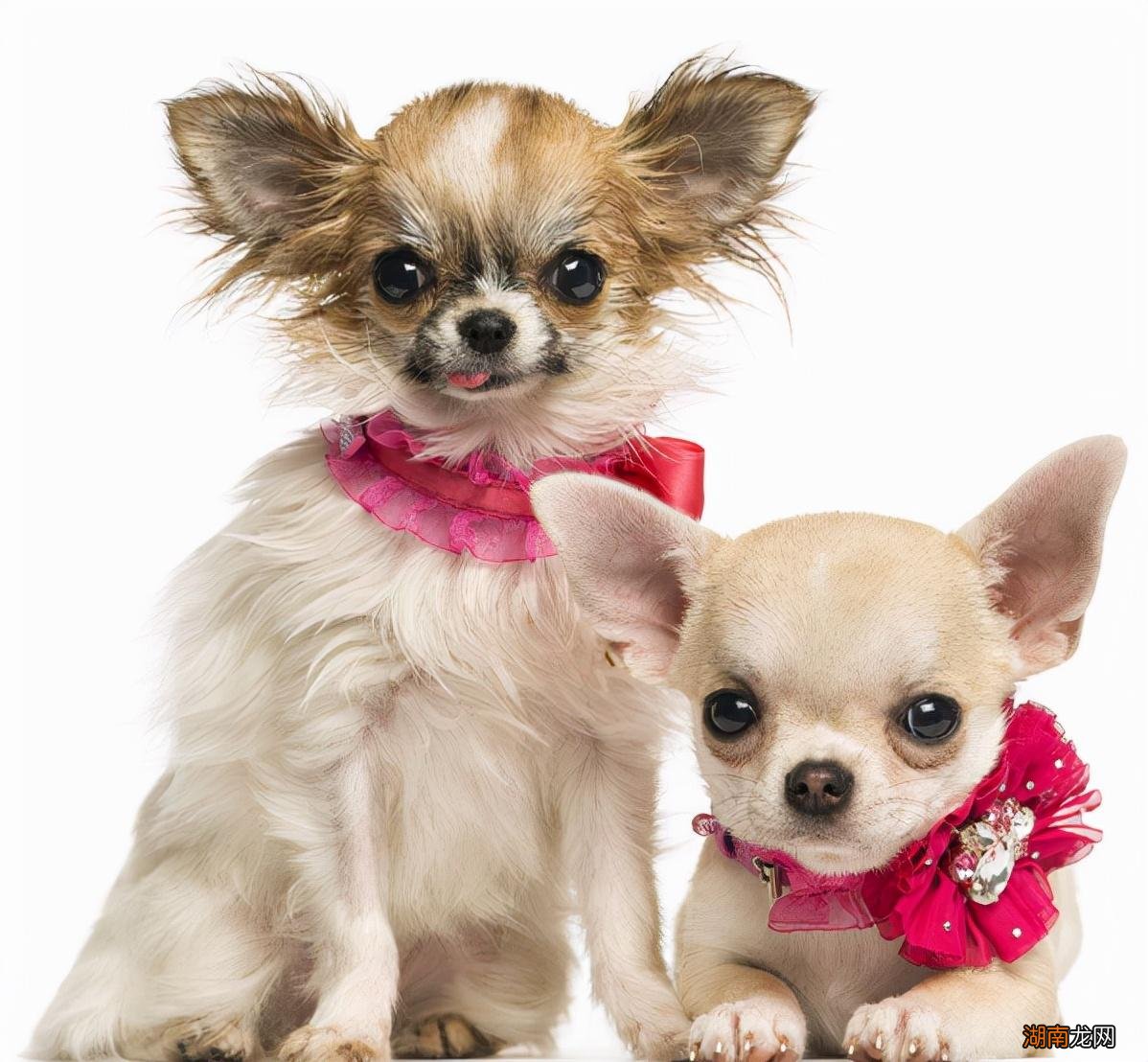 吉娃娃犬有哪些明显特征 吉娃娃犬的优缺点有哪些表现