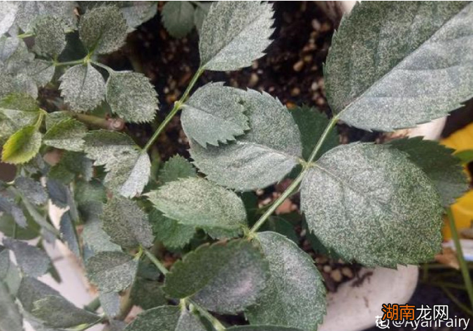 月季常见的7大虫害防治方法 月季除虫法中哪些最有效