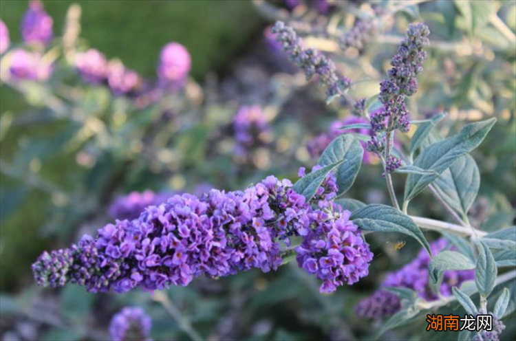 养猫家庭适合养的植物品种 养猫可以买什么花卉绿植