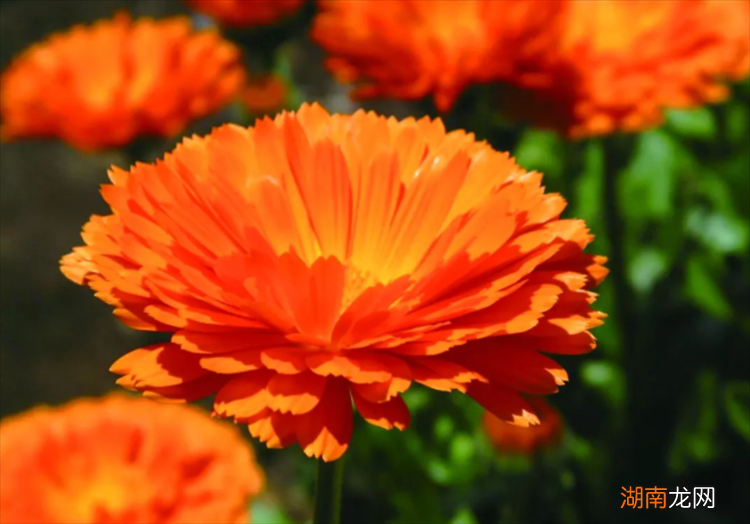 养猫家庭适合养的植物品种 养猫可以买什么花卉绿植