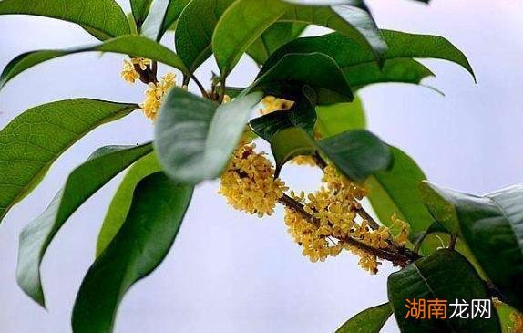 桂花叶卷了又干又硬是怎么回事 桂花叶子卷曲的原因有哪些