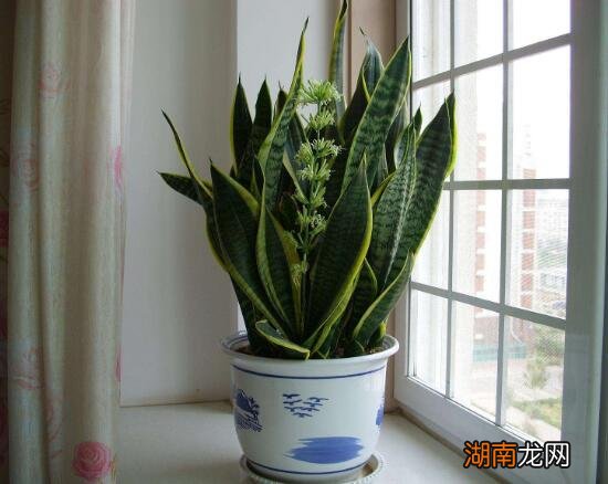 虎皮兰开花是好事还是坏事 虎皮兰突然开花预兆风水